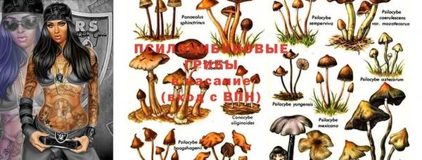 ПСИЛОЦИБИНОВЫЕ ГРИБЫ Алексеевка